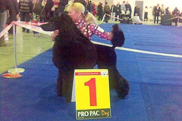 Volzhskiy Talisman  Yunona Aurifera | Poodle 