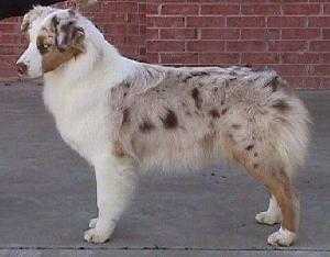 Rainydays Roses Are Red | Australian Shepherd 