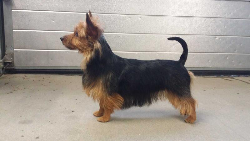FINSWENG TRALLALAA | Australian Terrier 