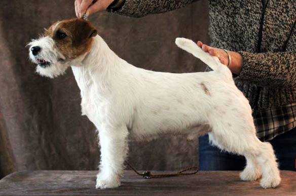 All Jacks Showbiz | Jack Russell Terrier 