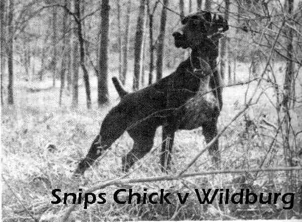 Snip's Chick Von Wildburg | German Shorthaired Pointer 