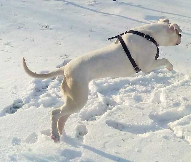 White Bull's Lea of Lowrider | American Bulldog 