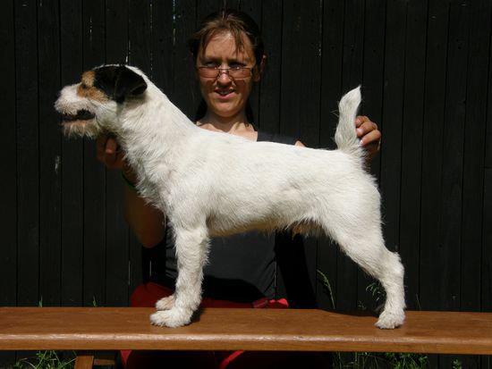 Snow Wolfs True Grit | Parson Russell Terrier 