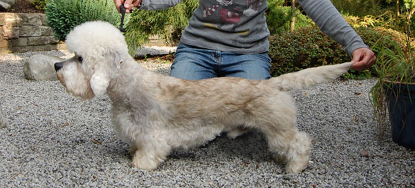 German Dandies' Robinson Crusoe | Dandie Dinmont Terrier 