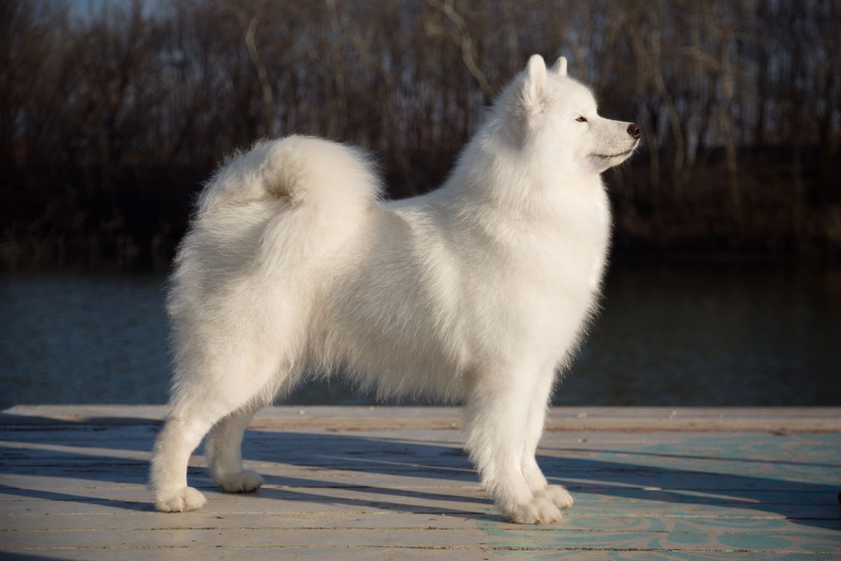 Moonlight Melody Above the Clouds | Samoyed 