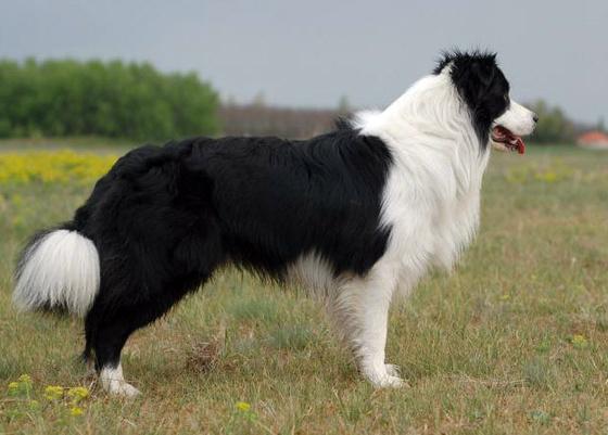 Locheil Finnishing First | Border Collie 