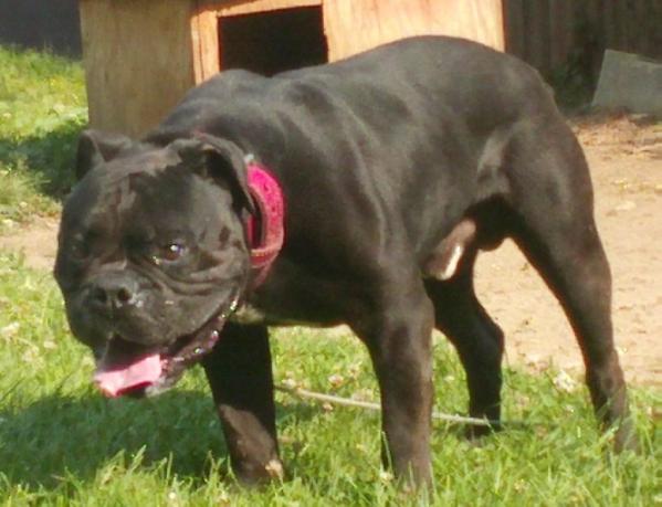 RAGING BULL'S AZARIUS (of GARGOYLE) | Olde English Bulldogge 