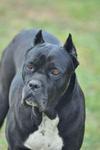 Arka | Cane Corso 