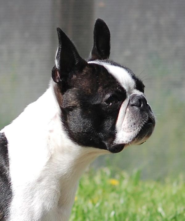 CRISTINA Torques | Boston Terrier 