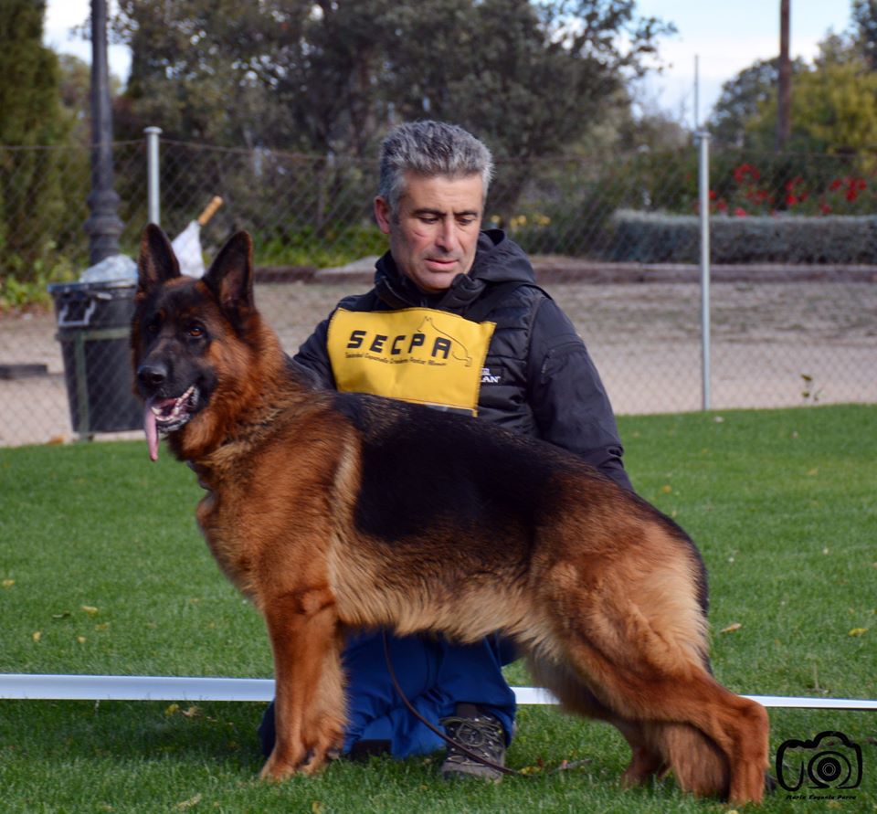 NOODLE DES HAUTS DE FONTAINES | German Shepherd Dog 