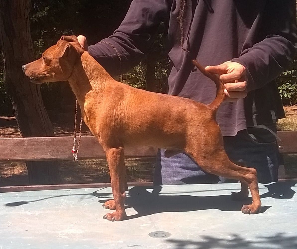 Ivan Dell'Antica Sibari | Miniature Pinscher 