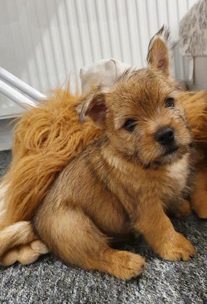Evviva ADK Luney | Norwich Terrier 