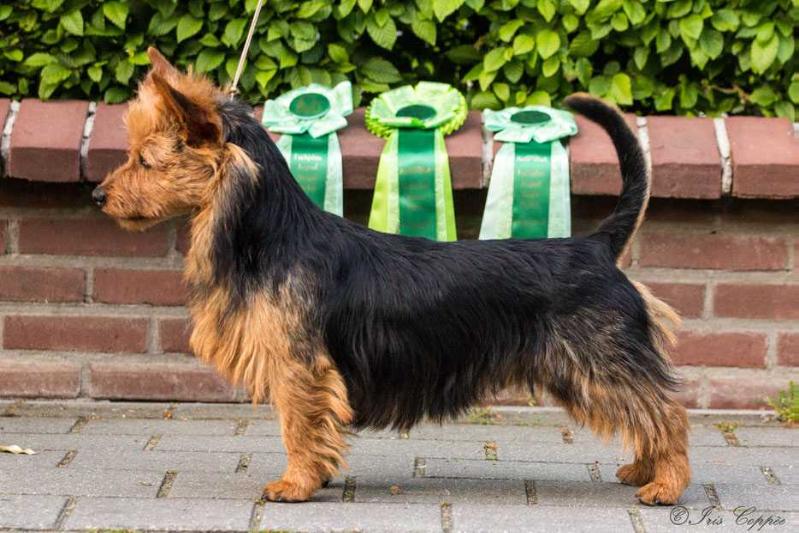 Mongrel's Hardy | Australian Terrier 