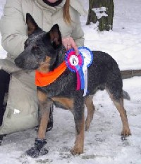 Koerustükk Blue Rock | Australian Cattle Dog 