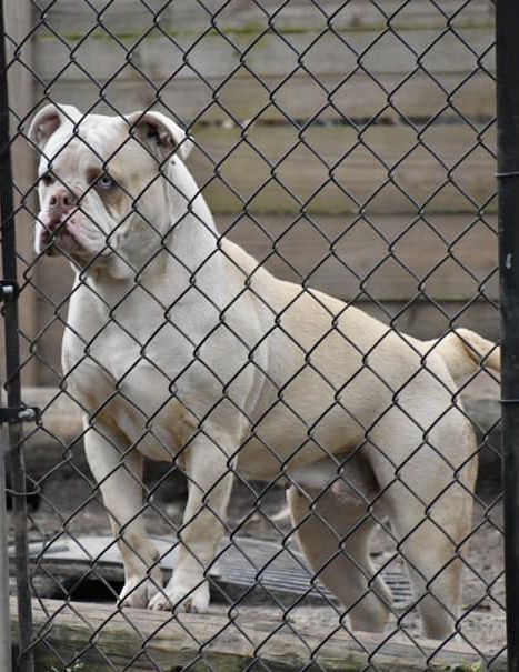 Paparazzi Kennels Kulture of Eveready | American Bulldog 