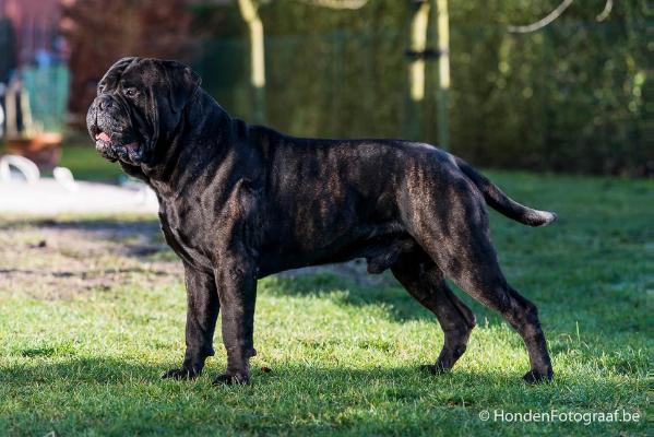 Kublaikhan of the Bumble Barns | Bullmastiff 