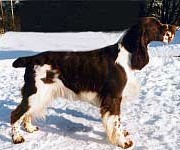 Alhambra Kenneth Branagh | English Springer Spaniel 