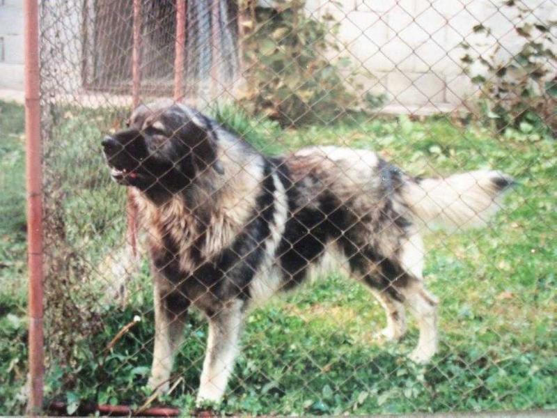 Beta od Bjelica | Yugoslavian Shepherd Dog-Sarplaninac 