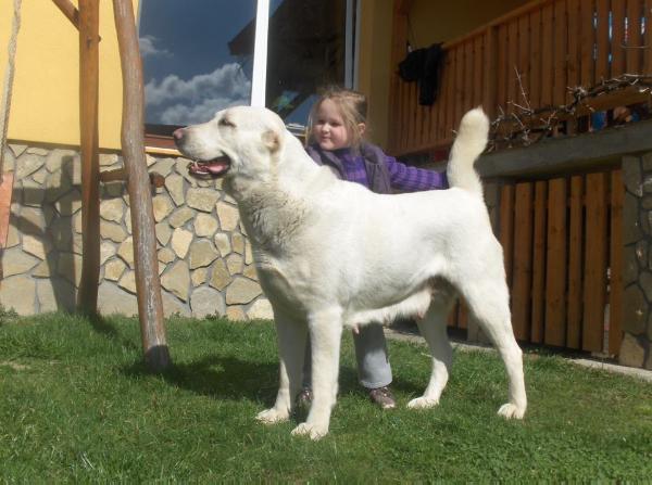 Turani Gladiator Ayse | Central Asian Shepherd Dog 