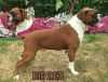 Big Red Flash Von Meadow View | Boxer 