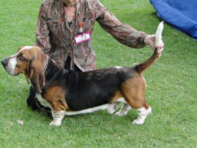 Tidalwaves Issadora | Basset Hound 