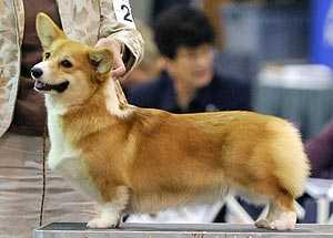 Hum'nbird Ice Lily | Pembroke Welsh Corgi 