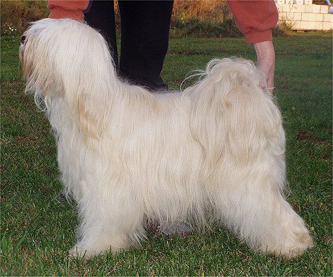 BACAADWEYN OD VILZONKY | Tibetan Terrier 