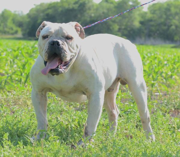 TX Windstorm Roush 427 R | Olde English Bulldogge 