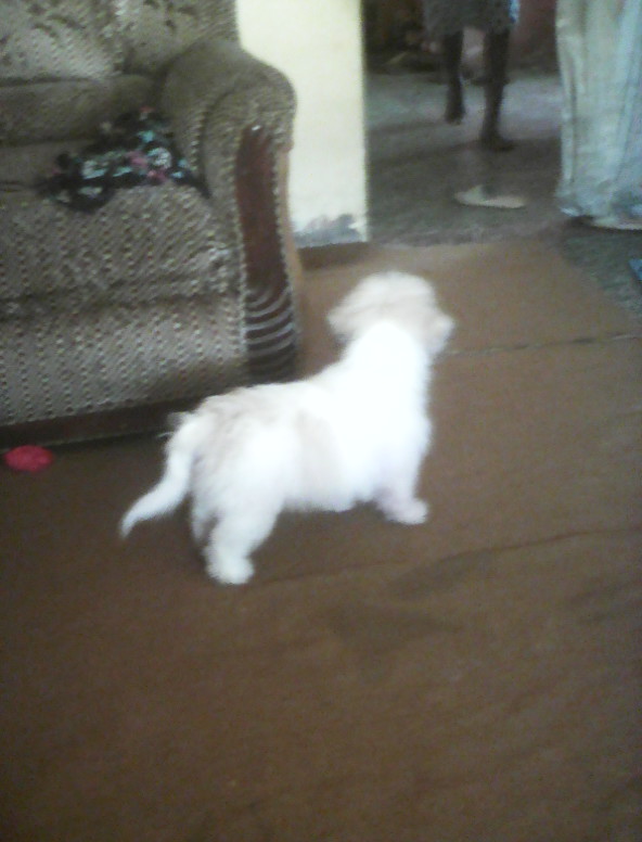 DÈVITO vom TopDogsNigeria | Lhasa Apso 