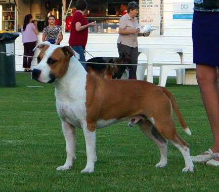 Orion Red Mist King Of Rings | American Staffordshire Terrier 