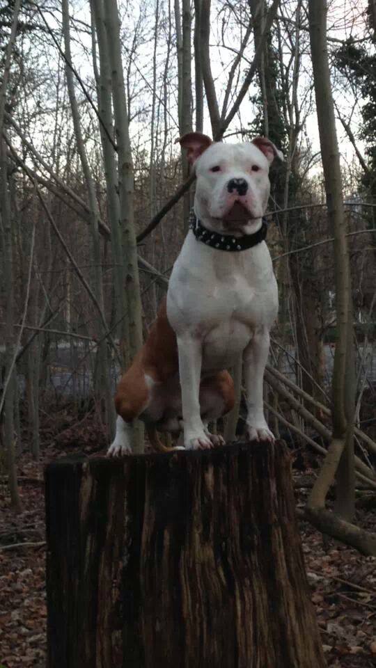 Hidalgo Blue Fawn Diamond | American Staffordshire Terrier 