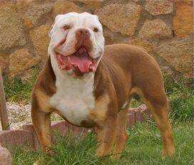 Texas Geez' Rocky | Olde English Bulldogge 