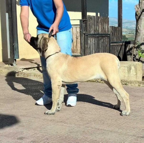 CORNELIA DEL CARMEN (PEDRAZA) | Mastiff 