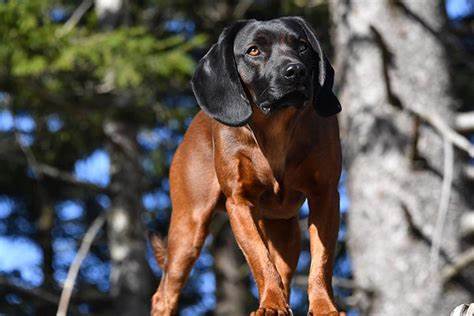 Bavarian Mountain Scent Hound