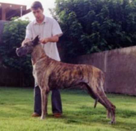 The Great Lello's Tyson De Sta.Anita | Great Dane 