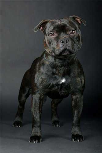 Braunstaff Black Jack | Staffordshire Bull Terrier 