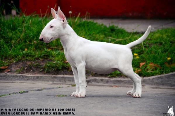 pinini reggae de imperio bt | Bull Terrier 