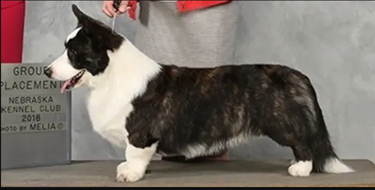 Blu Skyy's Ziggy Stardust | Cardigan Welsh Corgi 