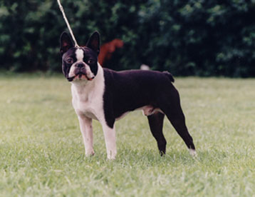 Ultraschall Oranjelust Vom Hengstbachtal | Boston Terrier 