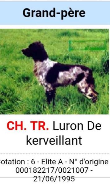 Luron de Kerveillant | Brittany 