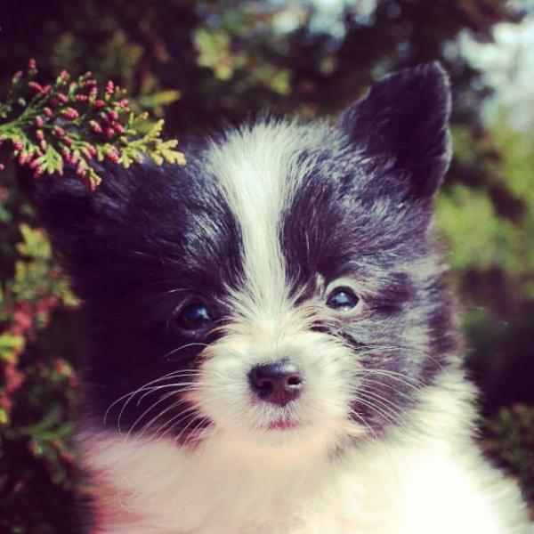 QUEEN PEGGY MARIA SIRRAH | Papillon 