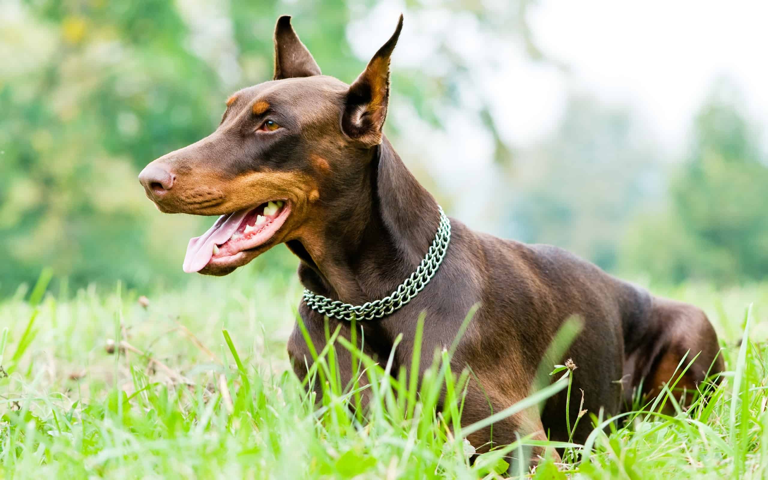Doberman Pinscher