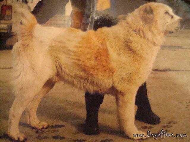 Ayboly Otar | Central Asian Shepherd Dog 