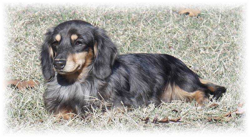 Grendox Cold Blue Steele ML | Dachshund 