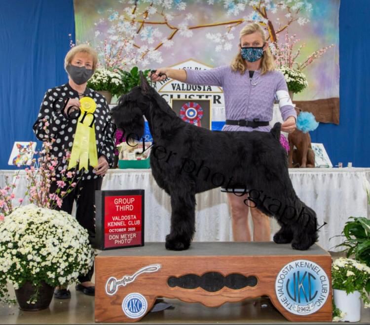 Aspen Leaf's La Bomba A Valhalla | Giant Schnauzer 