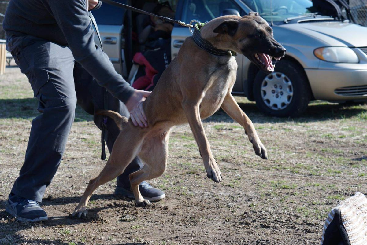 Maze | Belgian Malinois 