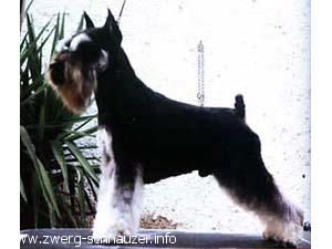 Repitition`s Expressly Yours | Miniature Schnauzer 