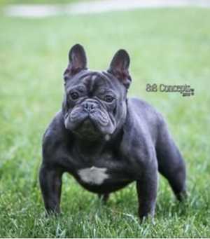 Black Jack Bleu | French Bulldog 