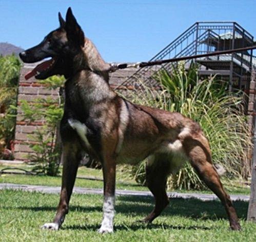 Guanda (Teurbane) | Belgian Malinois 