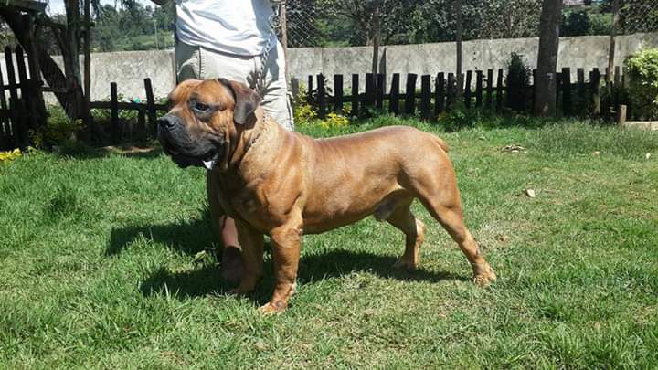 PLAASWAG ACHILLES | African Boerboel 